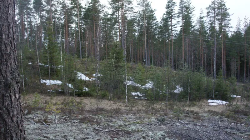 Пауки в банке III, 25.04.2015