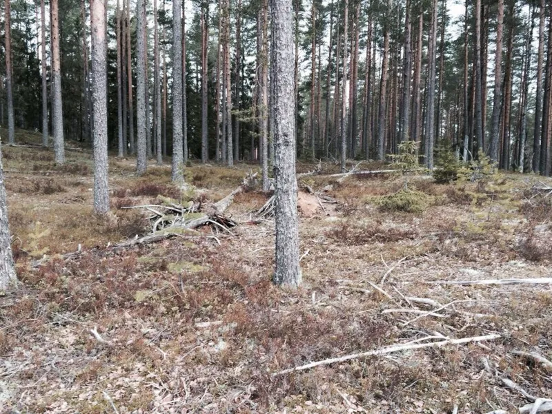 Каннельярви, полигон 16.04.2015