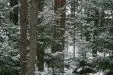 МАСА КУМТА