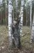 Псков 2009 моими глазами