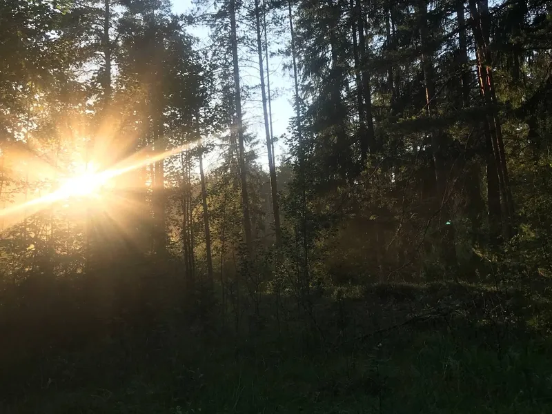 "Белые ночи 2" 29.06-30.06.2024, организаторы  "Red Fox Airsoft", полигон "Треугольник"
