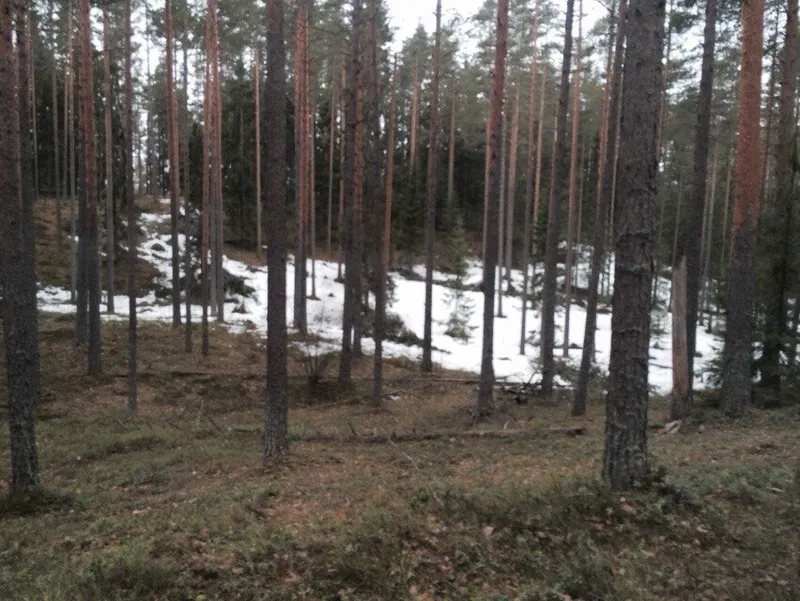 Каннельярви, полигон 16.04.2015